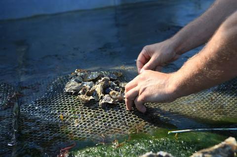 Poche d'huîtres d'élevage vérifiée par un ostréiculteur à Cancale, en Bretagne