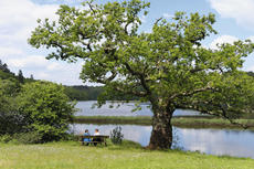 Deux personnes sur un banc au pied d'un arbre au bord de la Laïta