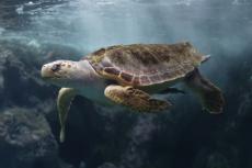 Océanopolis, découverte des océans