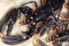 Le homard breton, produit-star de Noël et des fêtes de fin d'année