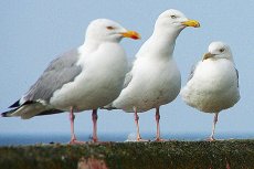 Une mouette et deux goélands