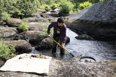 Malo Kervern à la recherche d'or dans une rivière des monts d'Arrée Un chercheur d'or au travail dans une rivière bretonne